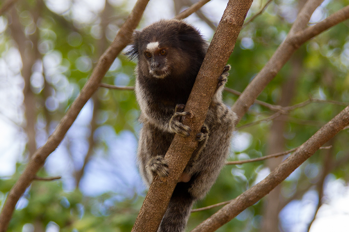 Salvador Bahia - Brazil