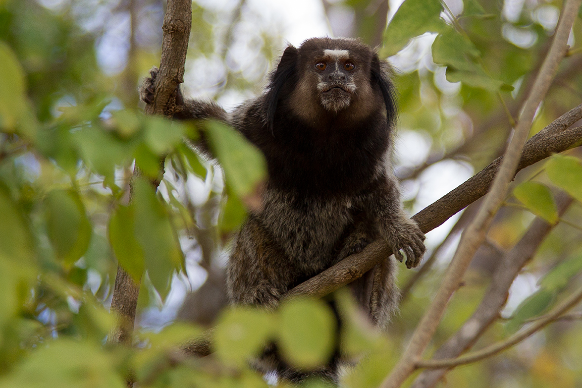 Salvador Bahia - Brazil