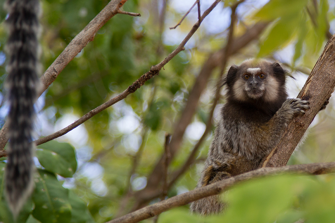 Salvador Bahia - Brazil