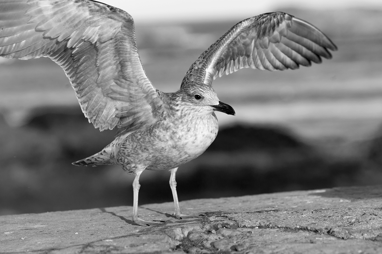 Essaouira porto - Morocco