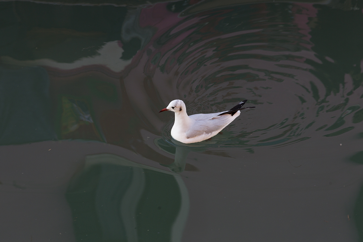 Venezia, Riflessi d'acqua