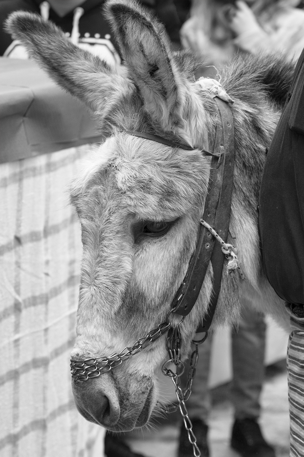 La festa di Olimpi, Chios