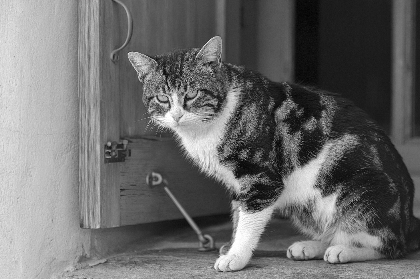 I gatti di ChiosI gatti di Chios