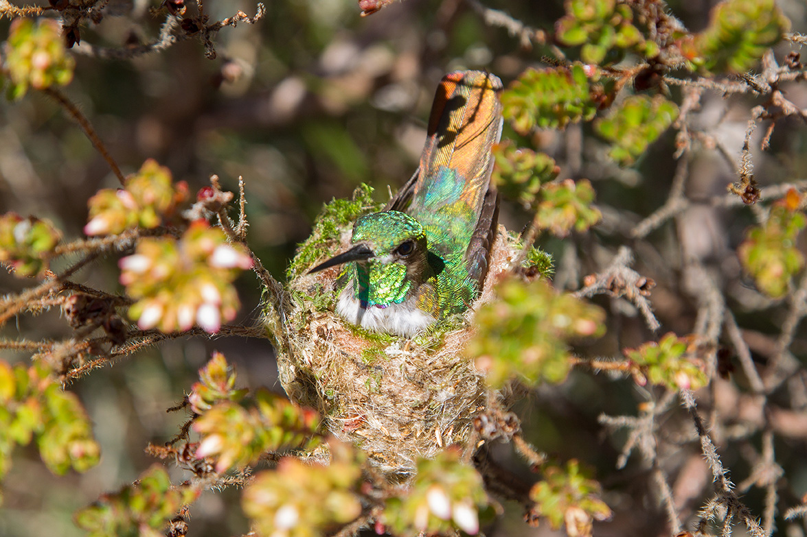 Salvador Bahia - Brazil