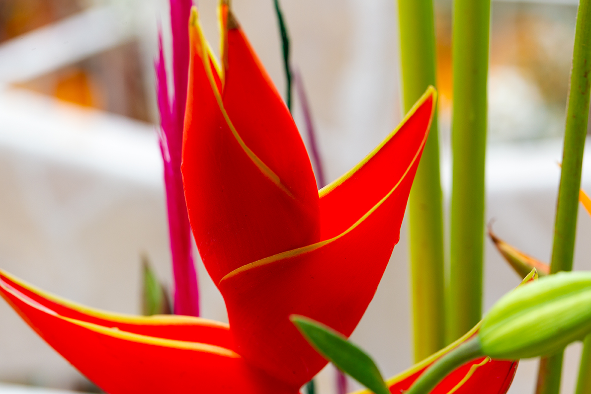 Dia de muertos, Misquic, México