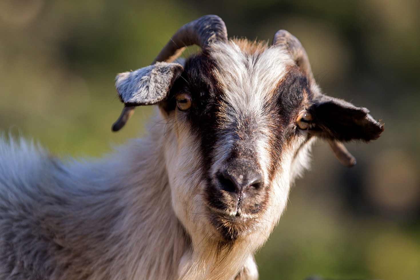 Le capre di Chios - Grecia