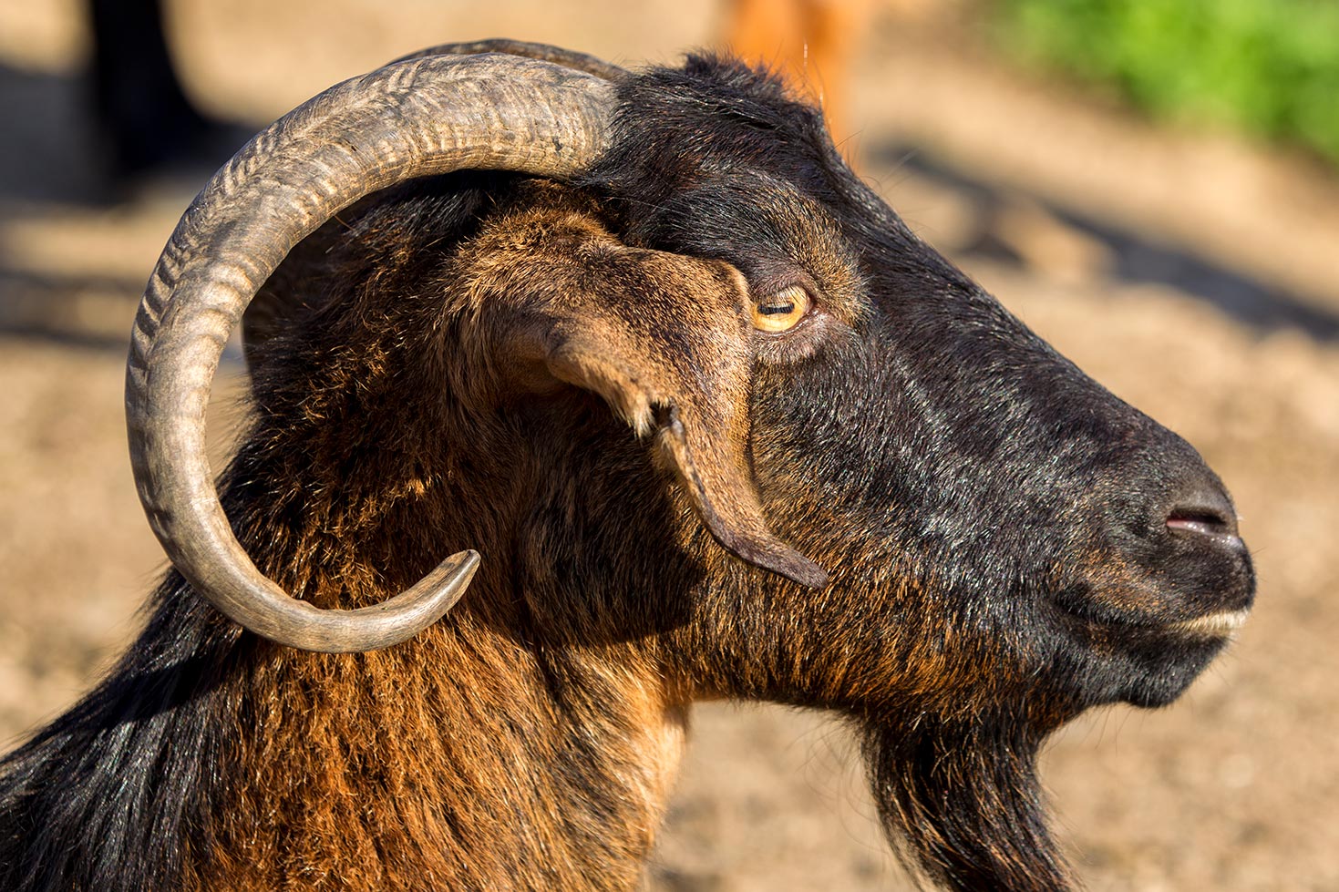 Le capre di Chios - Grecia