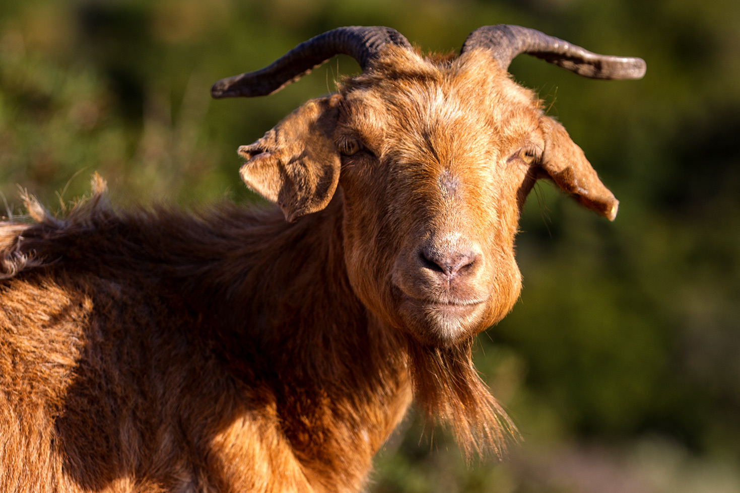 Le capre di Chios - Grecia