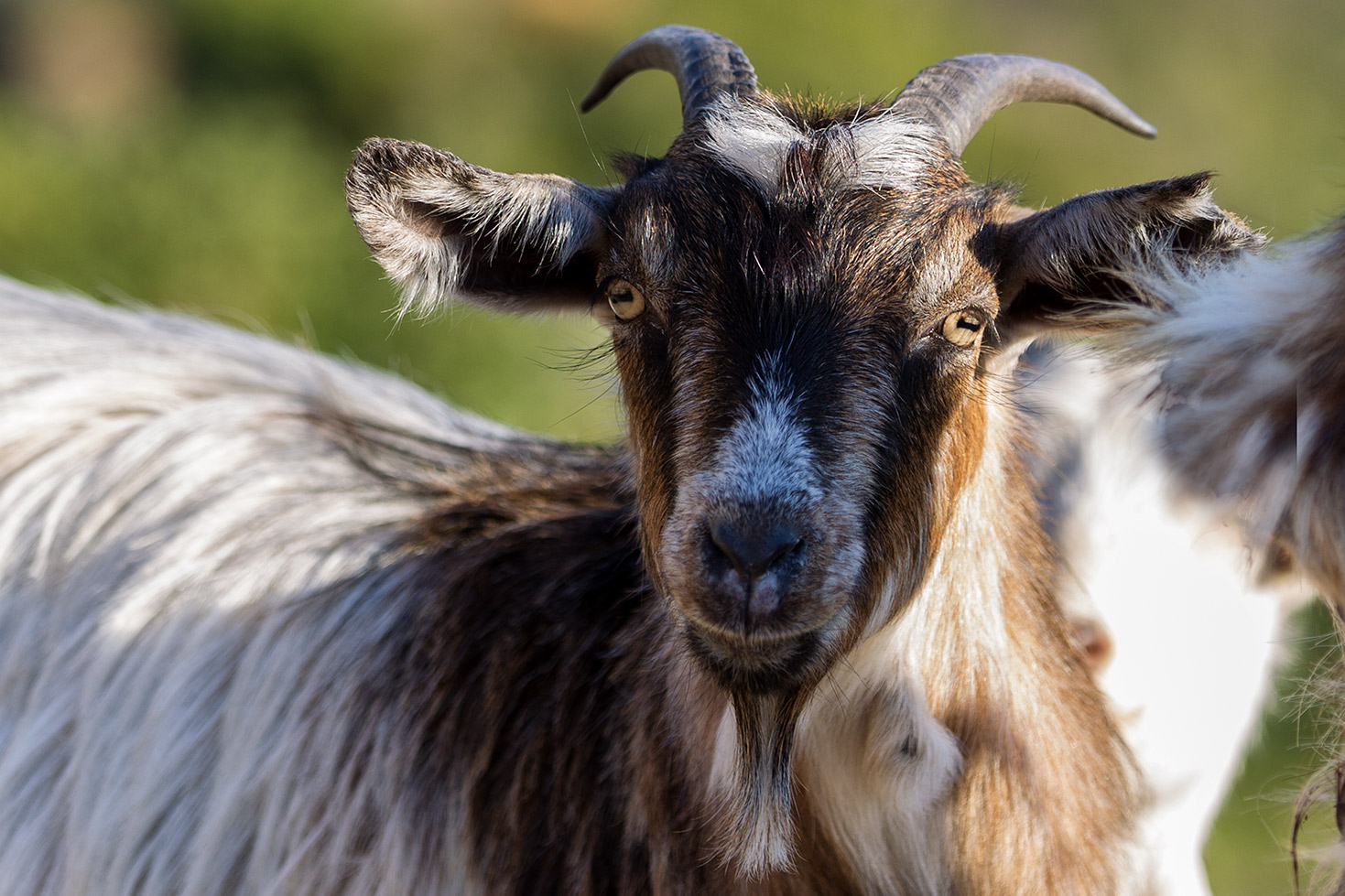 Le capre di Chios - Grecia