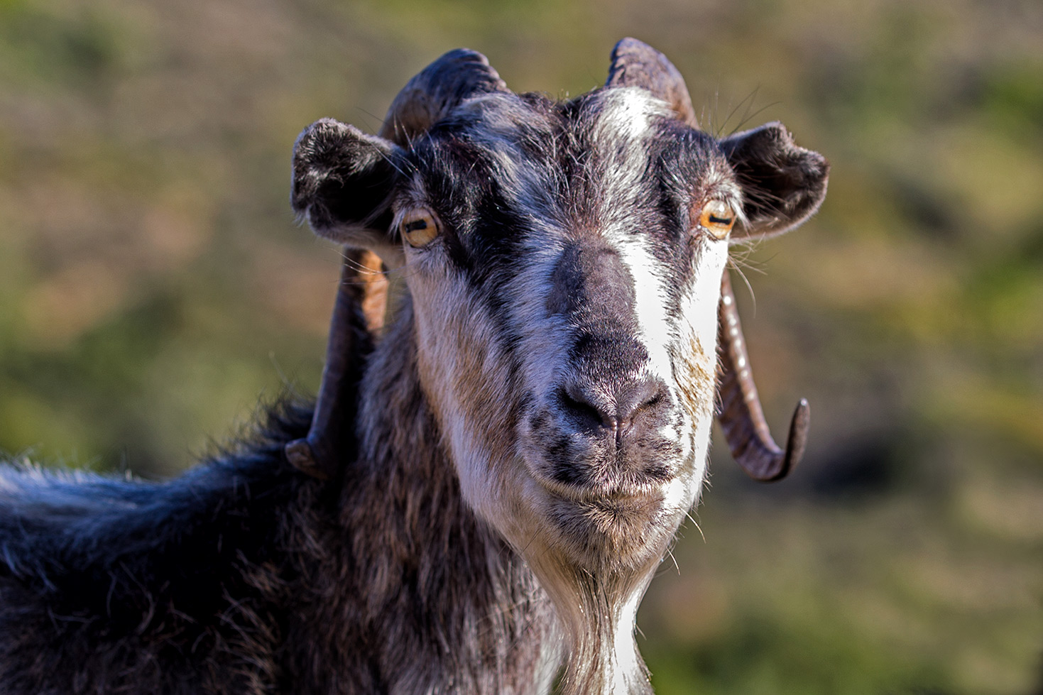 Le capre di Chios - Grecia