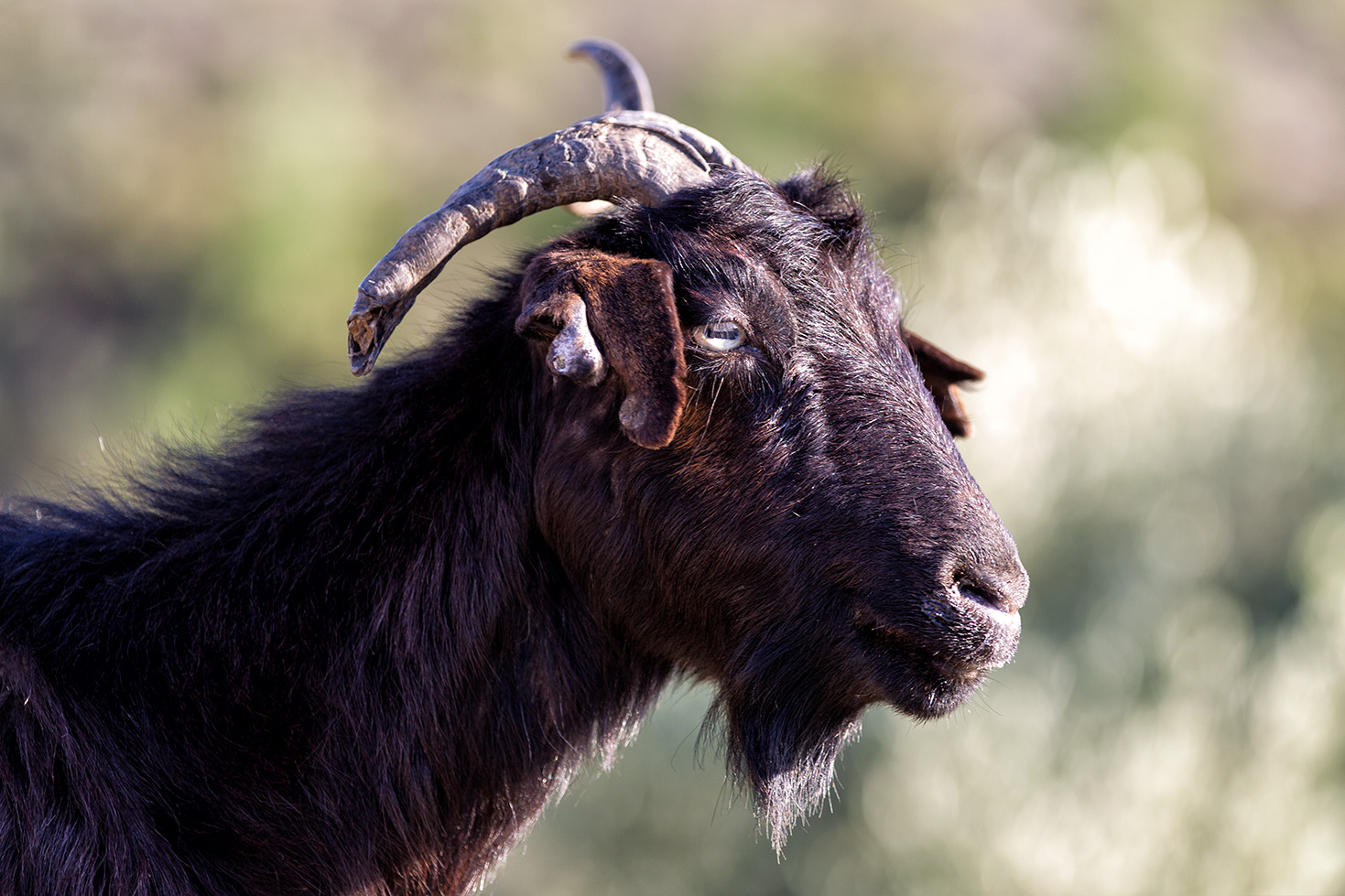 Le capre di Chios - Grecia