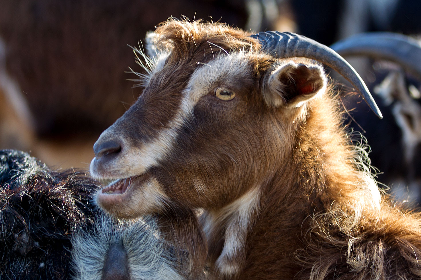 Le capre di Chios - Grecia