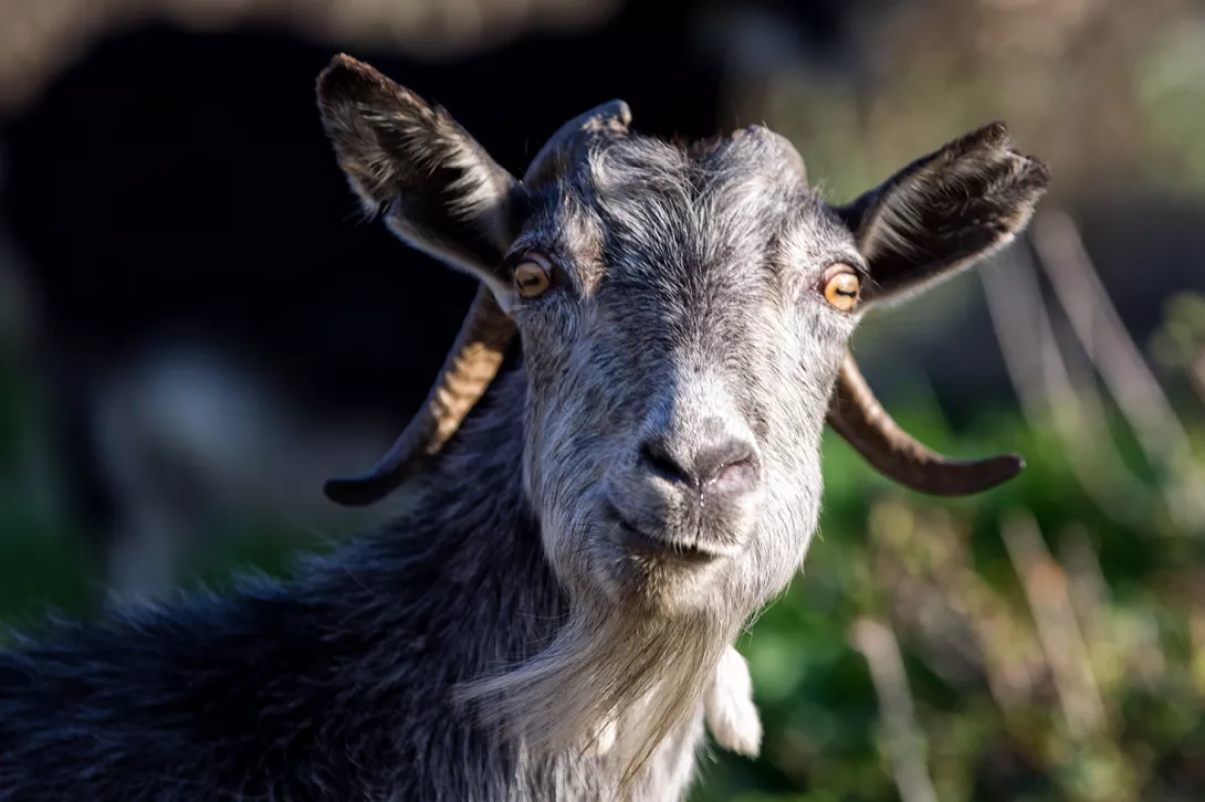 Le capre di Chios - Grecia