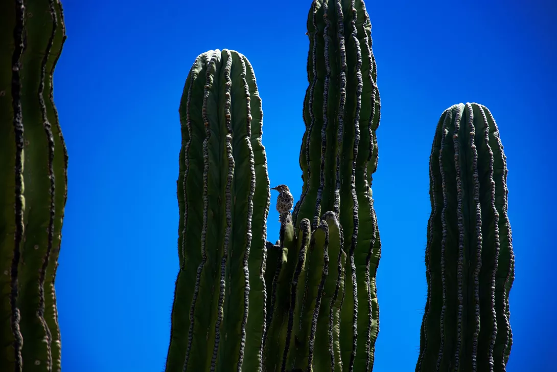 Baja California - México
